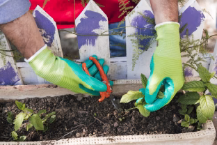 Mažai vietos, daug daigų: gudrus daiginimo metodas, kurį perima patyrę sodininkai