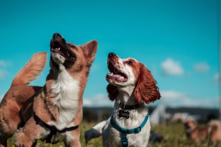 Veterinarė įspėja: vangus gyvūnas yra ne šiaip pavargęs, o gal rimtai serga, kada būtina reaguoti?