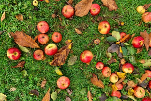 Paskutinė proga paruošti sodą žiemai: to nepadarysite ir jau pavasarį turėsite didžiulių problemų