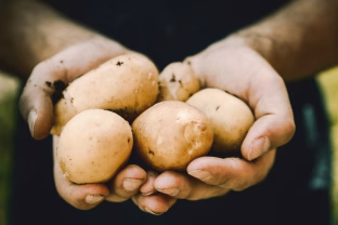 Ar galima valgyti žalias bulves? Daugiau vitamino C, bet ir pavojingų junginių, pasakė, ką reikėtų žinoti