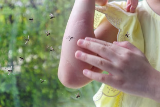 Visi uodai dings akimirksniu: paprastas prieskonis ant palangės juos išbaidys visiems laikams