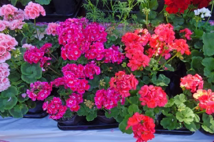 Vienas šaukštas ir pelargonijos sprogs žiedais: atskleidžiamas slaptas triukas, kurį slepia net ir kaimynė