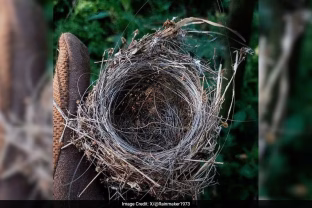 Lietuvoje tai nutinka itin retai: prieš 13 metų sužieduotas paukštis rastas Vokietijoje