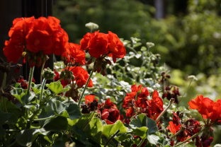 Šios balkone žydinčios gėlės turi ir slaptų galių: kaip pelargonijų arbata padės nuo gerklės skausmo ir peršalimo