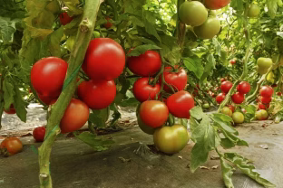 Pavojingi ženklai šiltnamyje: pomidorų lapai šaukiasi pagalbos, bet daugelis to visiškai nepastebi