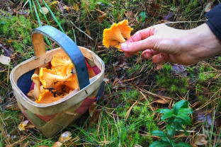 Lietuviai iš miškų grįžta su pilnomis pintinėmis: tiek grybų dar nematė, atskleidžiamos ir geriausios vietos
