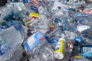 Netikėtas mokslininkų atradimas: šie gleivėti augalai naikina mikroplastiką greičiau nei brangiausi chemikalai