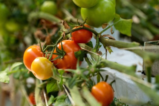 Gelsta pomidorų lapai? Priežastis gali būti daug rimtesnė, nei įsivaizduojate, pasakė, ką tokiu atveju daryti