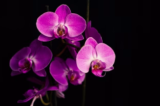 Nepatikėsite, kas padeda orchidėjai žydėti ilgiau: dauguma daro šią klaidą ir ši nuostabi gėlė lieka be žiedų
