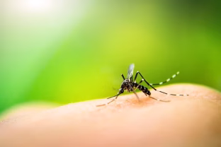 Kiekvienas vakaro pasivaikščiojimas baigiasi įkandimais? Keiskite rūbus, ši spalva tiesiog traukia uodus