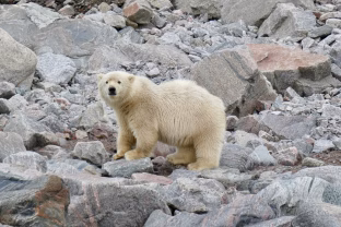 Gyvsidabris niekur nedingo: pastebimas mirtinas pavojus Arkties gyvūnams ir vietos gyventojams