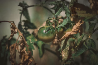 Pastebėjote rudas dėmes ant pomidorų? Pavojaus signalas, bet pigus purškalas gali išgelbėti visą derlių