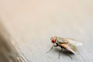 Tupi ant mėsos, paskui ir ant tavo šakutės: mokslininkai įspėja apie vabzdžių keliamą pavojų