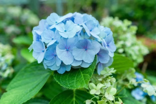 Sodininkai pradeda jau vasarį: paprastas būdas padauginti hortenzijas beveik be išlaidų