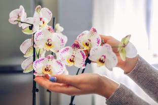 Jūsų orchidėja nežydi? Pabandykite vieną paprastą triuką ir netrukus išvysite žiedų pumpurus