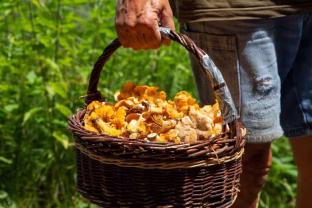 Šalies miškuose tiek daug grybų dar nebuvo: Krekenavos grybautojas atskleidė, kur šiuo metu jų daugiausia