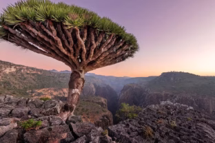 Sala, kur gamta kalba visiškai kita kalba: šioje vietovėje medžiai teka krauju, o dangus atrodo svetimas