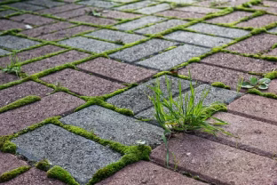 Daugelis apie tai net nesusimąsto: būtent dabar turite išrauti, kol dirva dar neįšalo