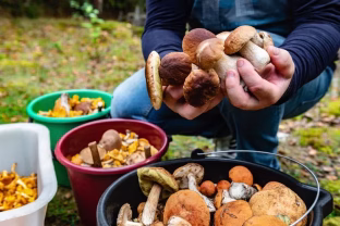 Grybavimo ritualai, kurie veikia: ar tai tik atsitiktinumas, ar paslaptis, perduodama iš lūpų į lūpas?