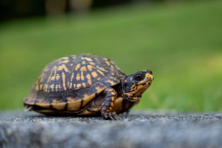 Lenkijoje esančiame tvenkinyje užfiksuotas stebuklas: aptikti pelkinių vėžlių jaunikliai suteikė vilčių rūšies išlikimui
