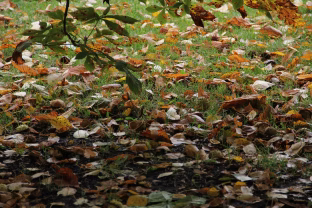 Rudens šalnų spąstai: pasakė, kaip laiku apsaugoti savo sodą ir pasirūpinti dekoratyviniais medžiais