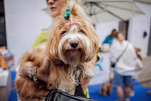 Nuo „puppuccino“ iki gimtadienio tortų: šiandien šunys valgo ledus, geria alų ir švenčia gimtadienius