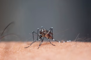 Uodai puola net šalis, kur jų niekada nebūdavo: mokslininkai įspėja apie radikalius klimato pokyčius