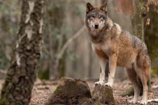 Iš Baltarusijos į Lietuvą atklydus vilkų gaujai, mokslininkės patarimai, ką daryti sutikus plėšrūną