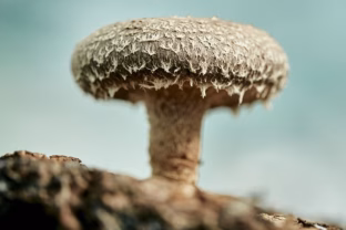 Stulbinantis mokslininkų kūrinys: sukūrė kompiuterį iš grybų, neįtikėtinas būdas perduoti duomenis