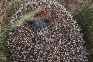 Skubus perspėjimas visiems lietuviams: jei kieme rasite tokį radinį, jokiu būdu neskubėkite jo liesti