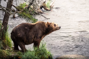 Nusikaltimas, kuris sukrėtė gamtosaugininkus: medžiotojo nusikaltimas Latvijoje kelia klausimus ir Lietuvoje