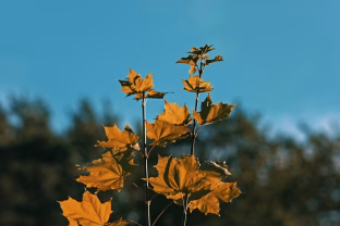 Sinoptikai įspėja dėl orų šį savaitgalį: rūkas padengs dalį šalies, matomumas bus neįtikėtinai blogas
