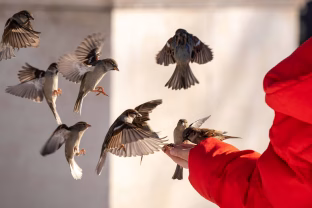 Kodėl žiemą negalima maitinti gulbių ir ančių duona? Veterinarų perspėjimas, kurį ignoruoja daugelis