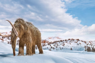 Mokslininkai pagaliau išsiaiškino, kas nužudė mamutus. Nauji įrodymai pateikė netikėtų detalių