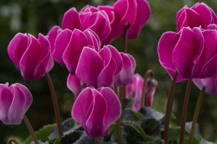 Atskleista didžiausia sodininkų paslaptis: žiemos gėlė, kuri nenustoja žydėti net per šalnas