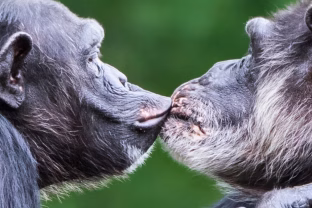 Šis atradimas verčia perrašyti žmonijos istoriją: jie bučiavosi dar prieš milijonus metų