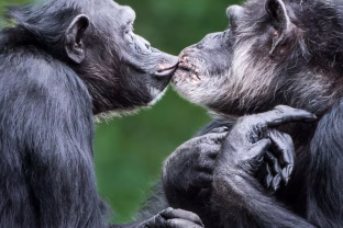 Šokiruojantis atradimas: žmonių bučiniai prasidėjo prieš 21 milijoną metų, dar iki atsirandant žmonėms