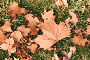 Norite pavasarį vešlios vejos? Specialistai įvardijo vieną paprastą rudeninį darbą, kuris lemia viską