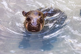Pabėgo nuo kiemo nelaisvės ir tapo legenda: šis begemotas sulaukė stulbinančio amžiaus