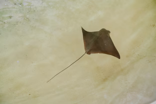 Naujas robotas verčia pamiršti baterijas: nereikia jokių laidų ir veikia tarsi gyvas organizmas