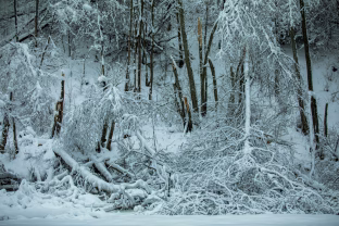 Snygis gali kainuoti tūkstančius eurų: miško savininkai raginami veikti kol dar ne per vėlu