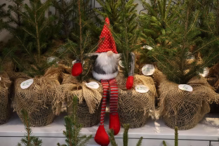 Lietuvoje prasidėjo eglučių karštligė: rinksitės iš miško, medelyno ar vazoninę, kurią galėsi pasisodinti?