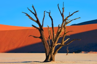 Senas atradimas gąsdina mokslininkus: štai kodėl augalai gali nustoti gelbėti mūsų planetos klimatą