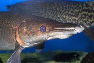 Gyvasis dinozauras atsidūrė ant išnykimo slenksčio: Kuba kovoja dėl paskutinių šarvuotosios lydekos