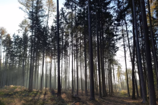 Be sniego, be saulės ir be džiaugsmo: ar tikrai verta šiandien ilgiau būti lauke?