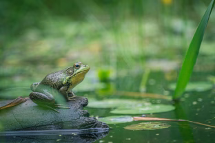 Šokiruojantis atvejis Šanchajuje: moters plaučiuose aptiktas parazitas, kurio ten neturėtų būti