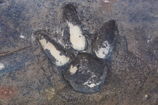 Mokslininkai šoko būsenoje: Argentinoje rasta sunkiai suvokiamo dydžio dinozaurų autostrada