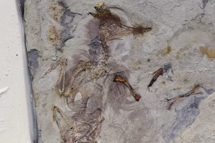 Tūkstančius metų slypėjusi paslaptis: mokslininkai rado paukštį, mirusį siaubinga mirtimi