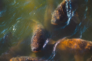 Stebuklingi marinatai, kurie paverčia karpį švelniu delikatesu ir pašalina specifinį kvapą