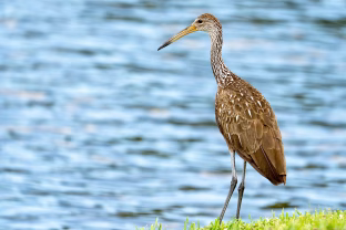 Paukščių žieduotojo atlygis: atskleidžiamos toli nuo Lietuvos nukeliavusių sparnuočių istorijos